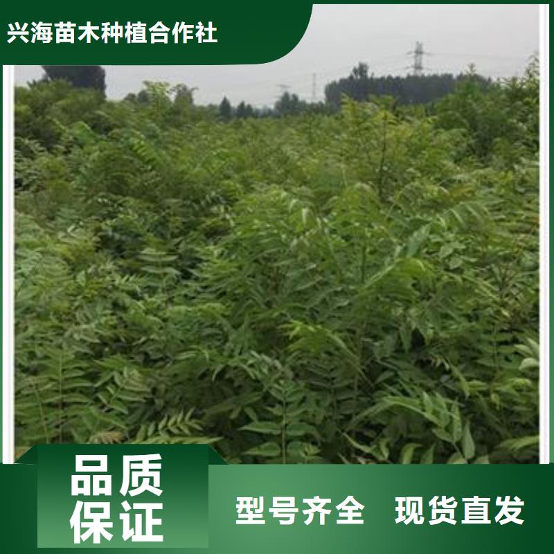 香椿苗花椒苗服务始终如一