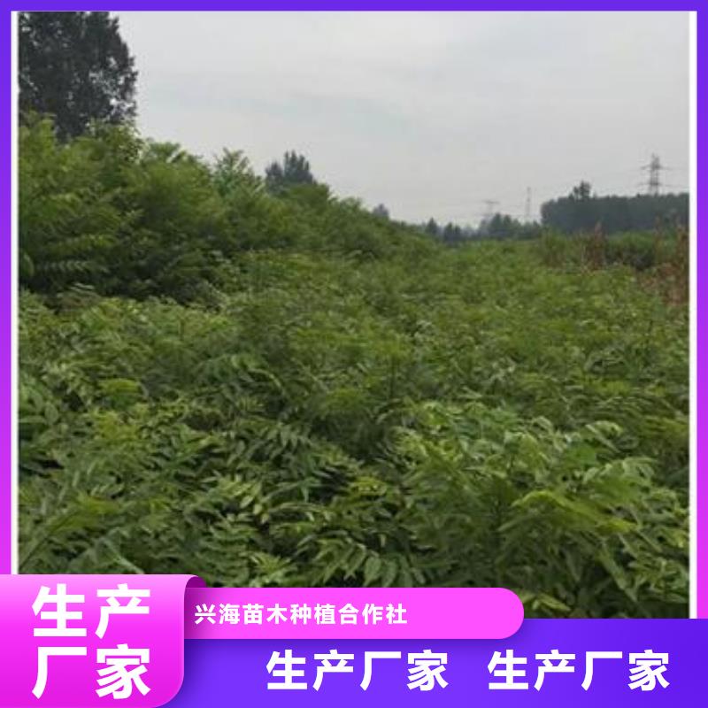 【香椿苗】桃树苗自有厂家