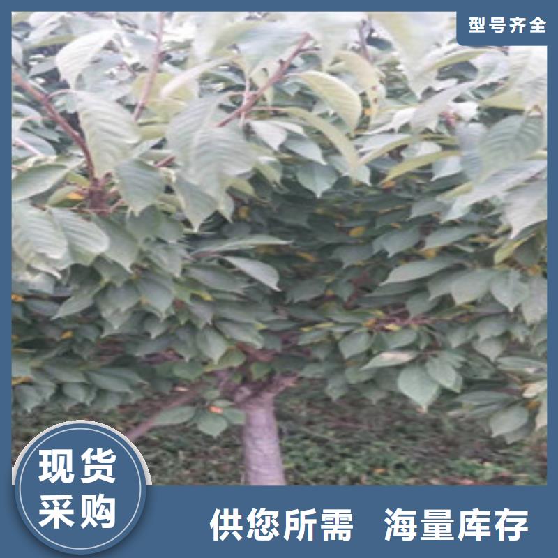 【樱花】樱桃苗海量现货