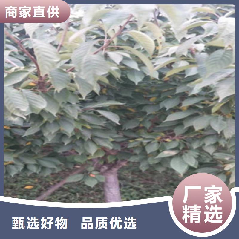 【樱花核桃苗樱花苗长果桑树苗现货】