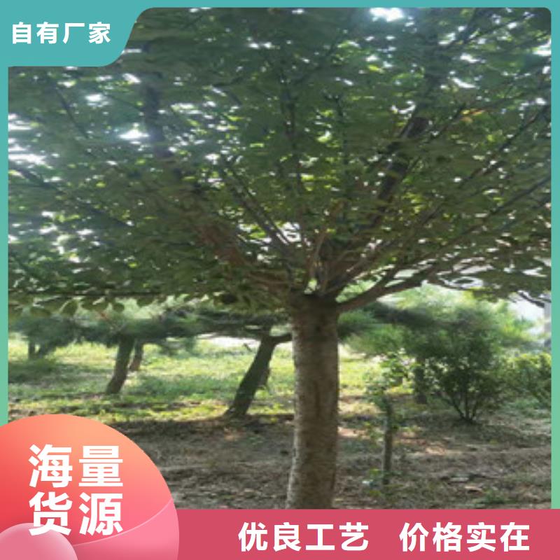 樱花核桃苗樱花苗长果桑树苗支持定制