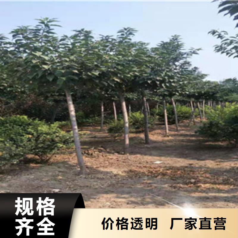 樱花【核桃苗樱花苗长果桑树苗】源头厂家