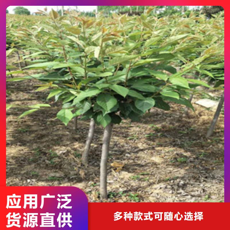 樱花核桃苗樱花苗长果桑树苗一对一为您服务