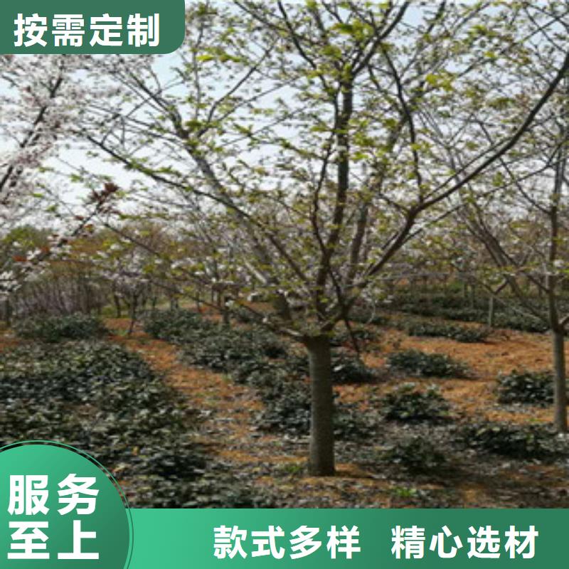 【樱花核桃苗樱花苗长果桑树苗现货】