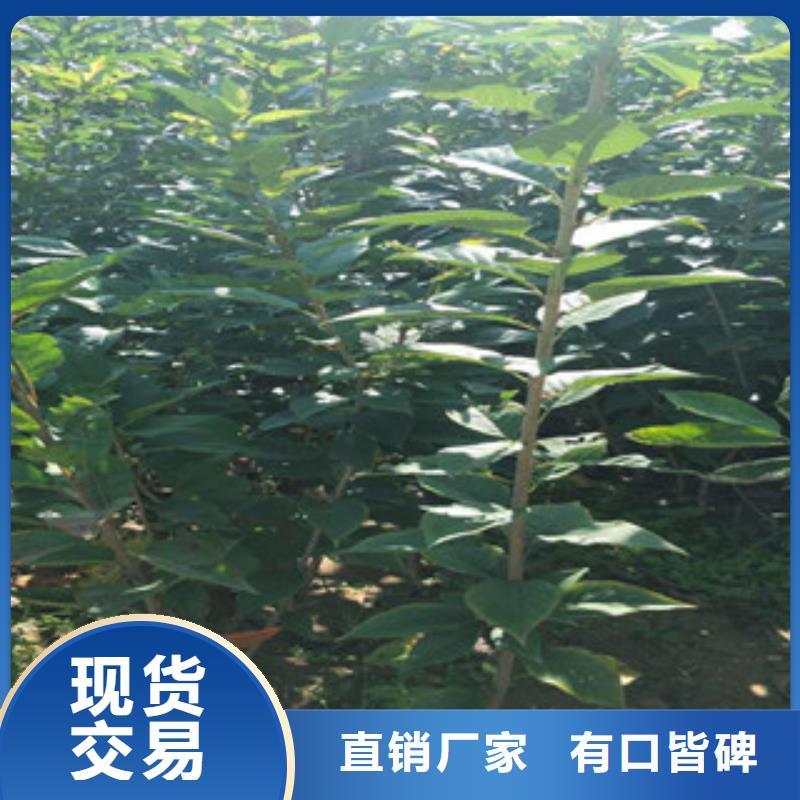 【樱花】蓝莓苗品质无所畏惧