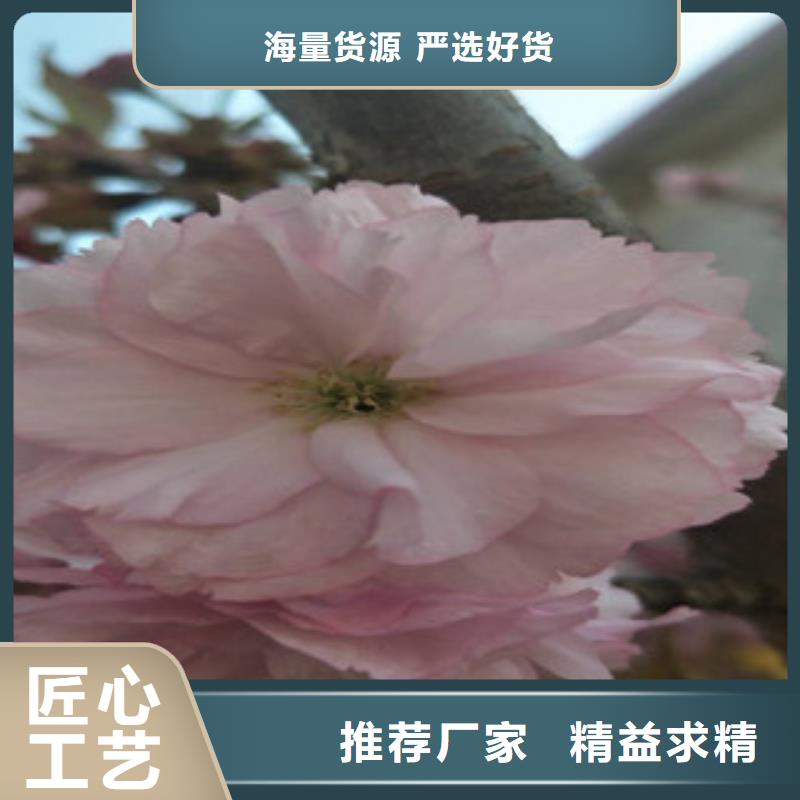 樱花蓝莓苗源厂直接供货