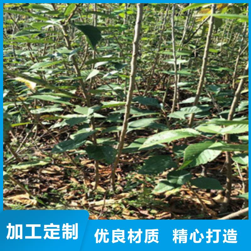 樱花【核桃苗樱花苗长果桑树苗】源头厂家