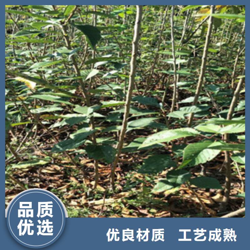 樱花钙果苗追求细节品质