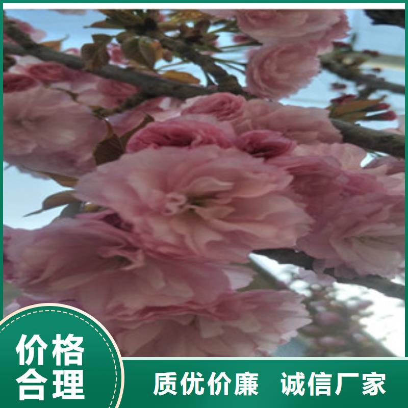 樱花-樱桃苗多年行业积累