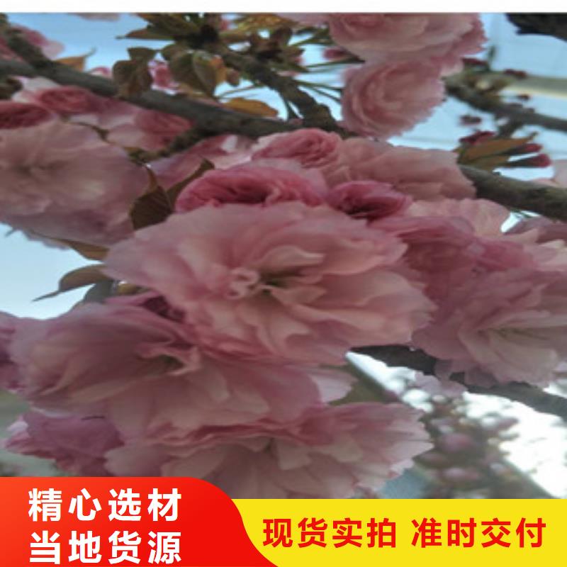 樱花蓝莓苗细节决定品质