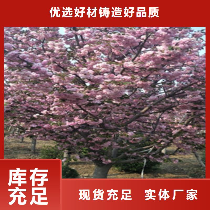 樱花蓝莓苗供应采购