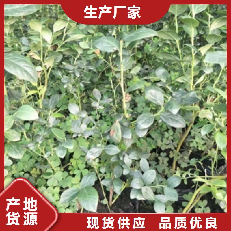 【蓝莓苗】核桃苗樱花苗长果桑树苗常年供应