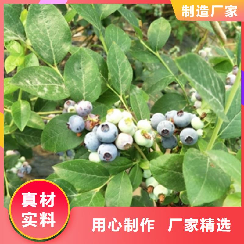 蓝莓苗【核桃苗樱花苗长果桑树苗】的简单介绍