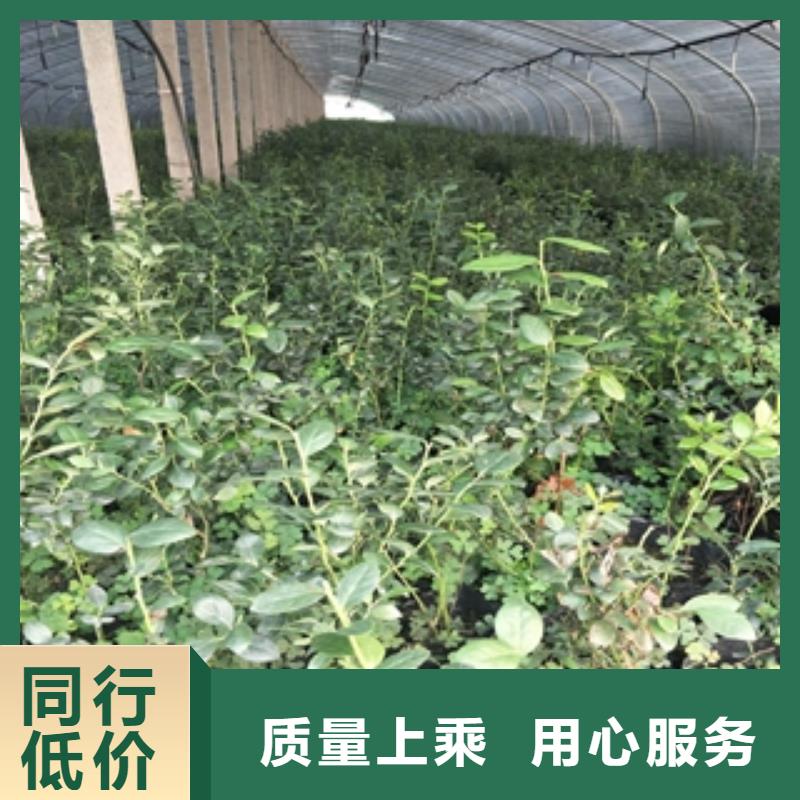 蓝莓苗占地果树品质好才是硬道理