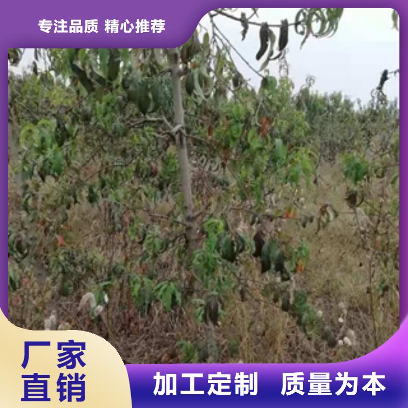 桃树核桃苗樱花苗长果桑树苗多种工艺