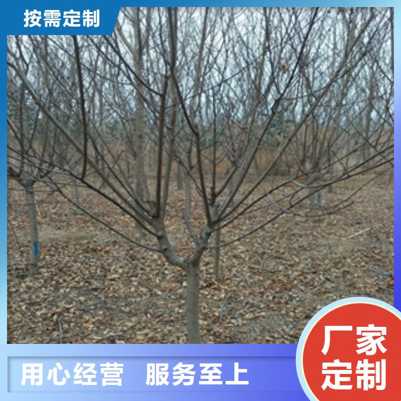 【桃树占地果树性能稳定】