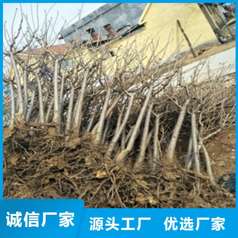 【桃树占地果树性能稳定】