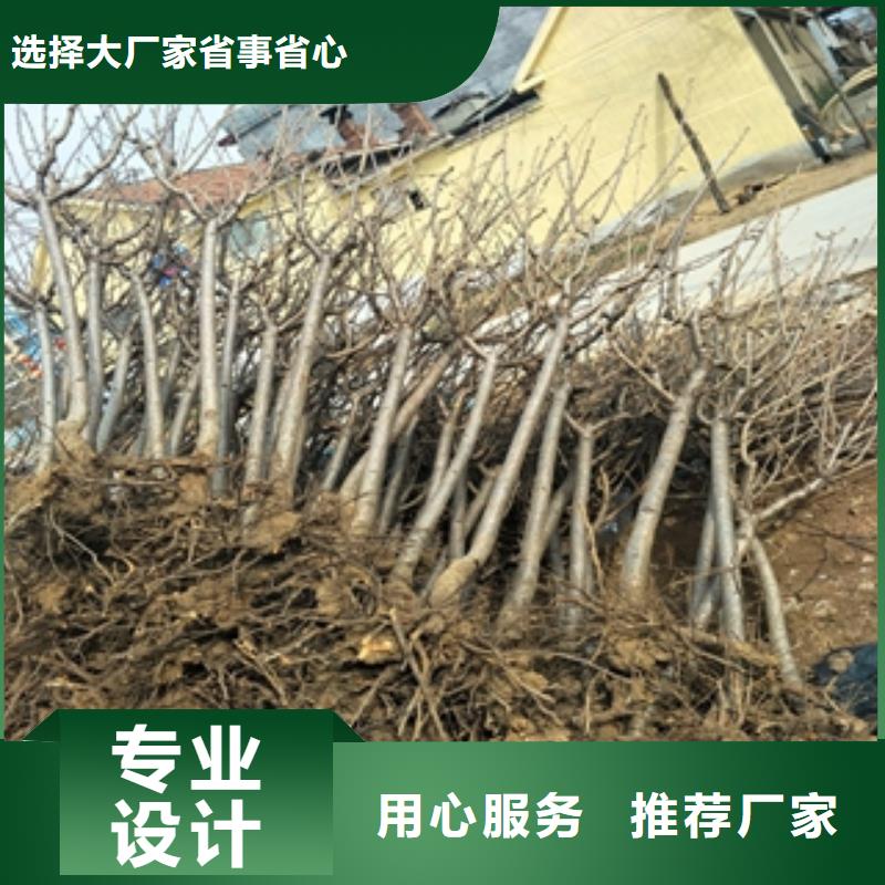 桃树,绿化树绿化工程用心做产品