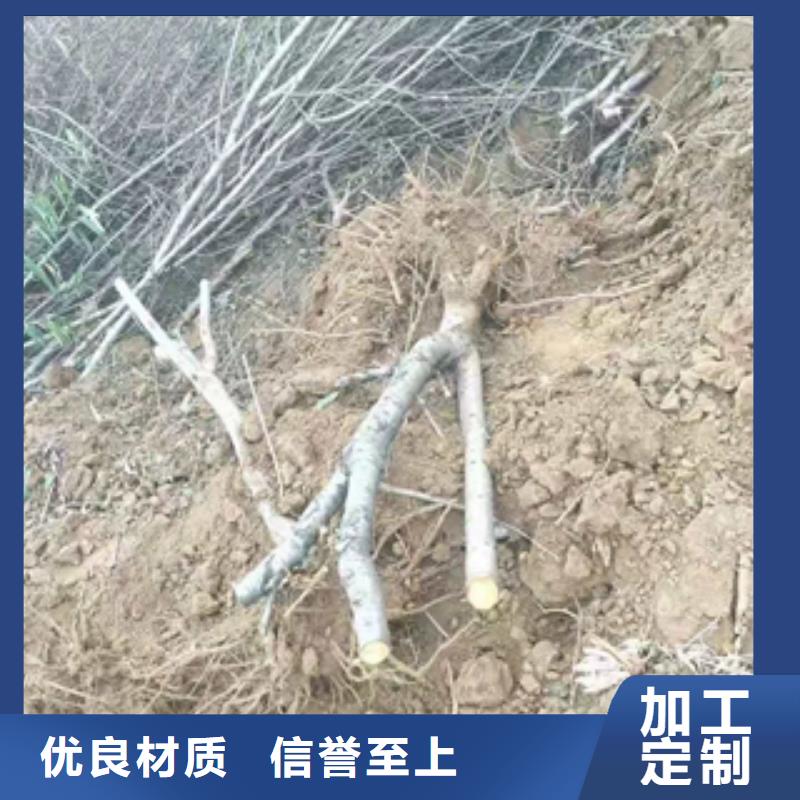 桃树【核桃苗樱花苗长果桑树苗】实力厂家