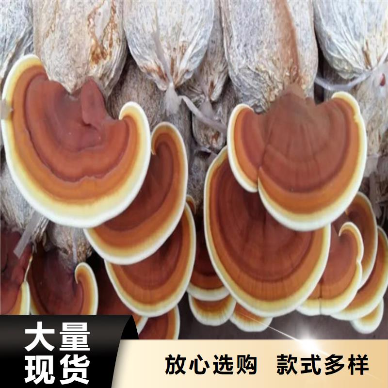 【灵芝孢子粉】灵芝粉多种规格库存充足