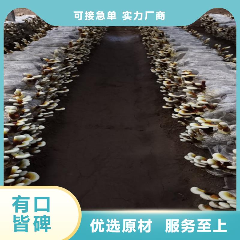 【灵芝孢子粉破壁灵芝孢子粉产地货源】