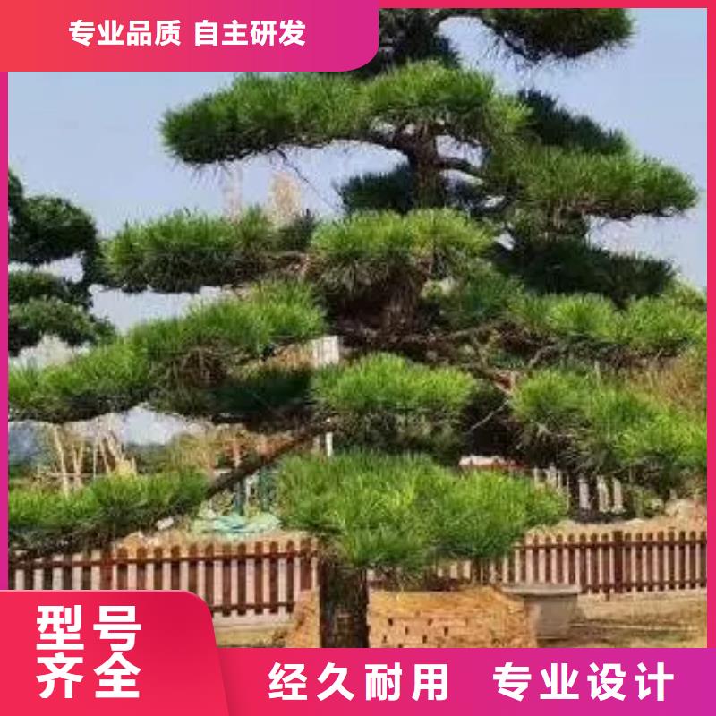 【造型松,盆景优质货源】