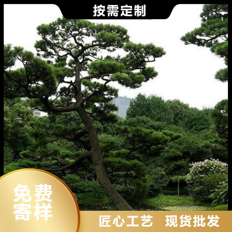 造型松-【平顶松】源头厂家直销