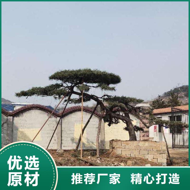 造型松_造型松基地专业供货品质管控