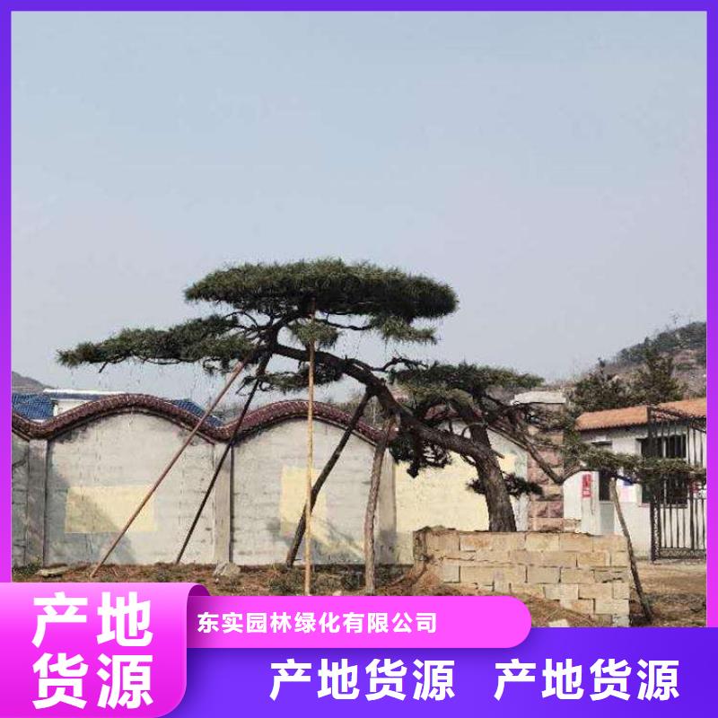 造型松,造型松基地品质保证实力见证