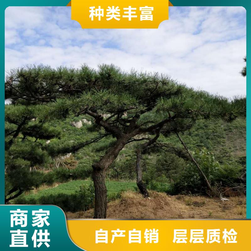 造型松【造型松价格】质量层层把关