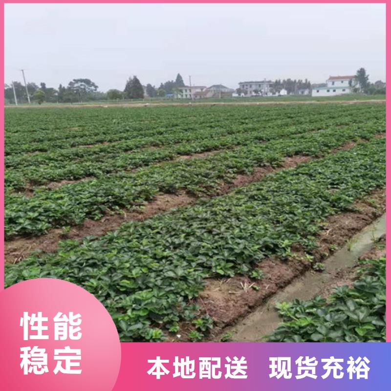 草莓苗甜茶苗定制定做