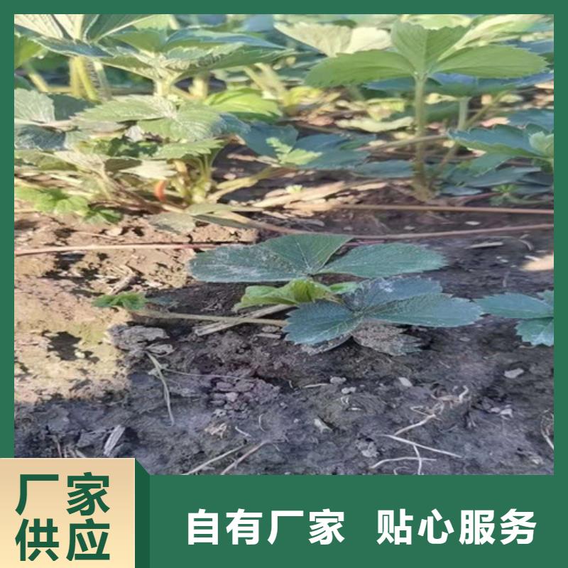 草莓苗桃树苗精心推荐