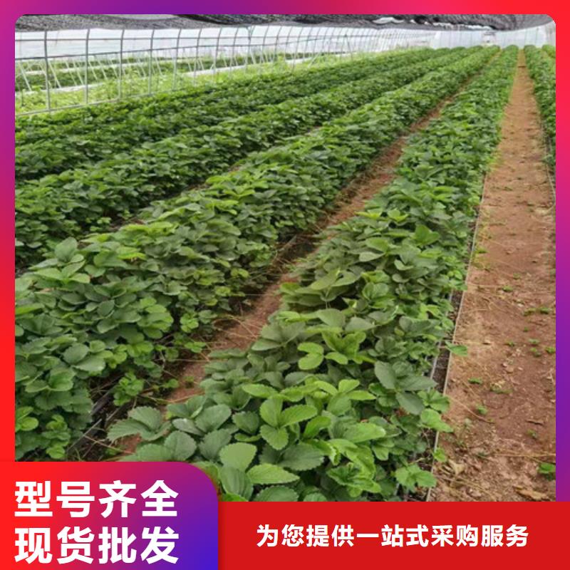 【草莓苗】大棚草莓苗实体厂家大量现货