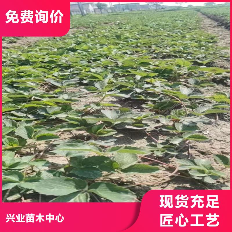 【草莓苗】油蟠7-7厂家直发