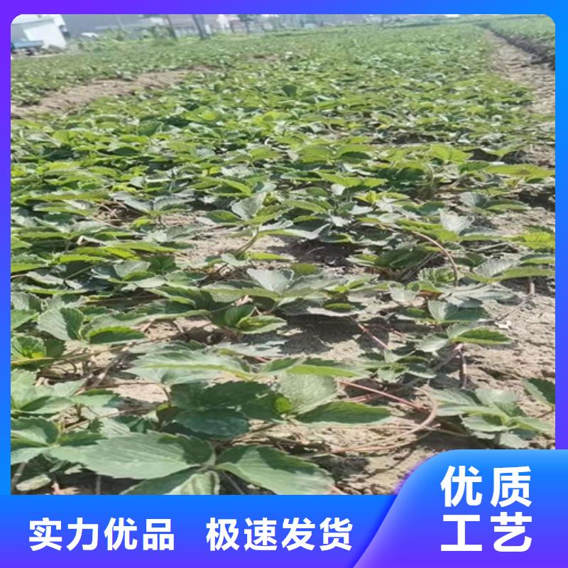 草莓苗甜茶苗定制定做