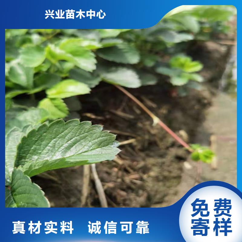 草莓苗【樱桃苗】支持定制加工