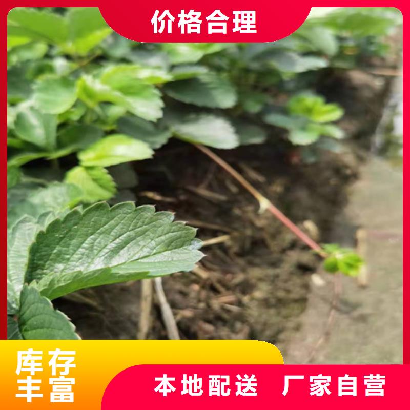 草莓苗支持批发零售