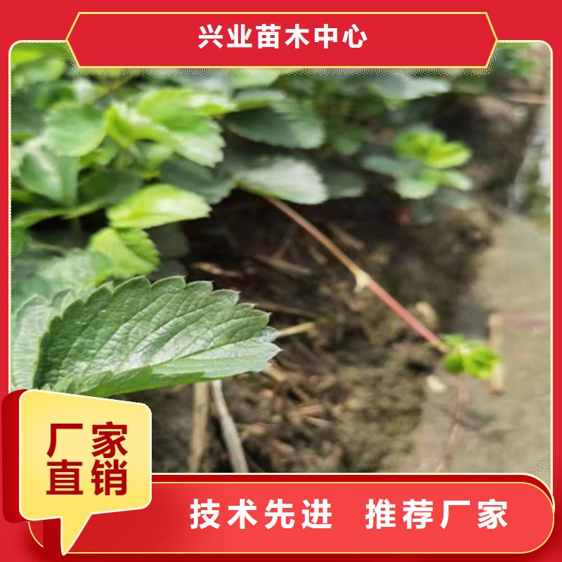 草莓苗大棚草莓苗支持加工定制