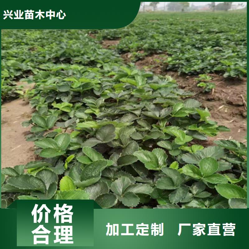 【草莓苗】大棚草莓苗实体厂家大量现货