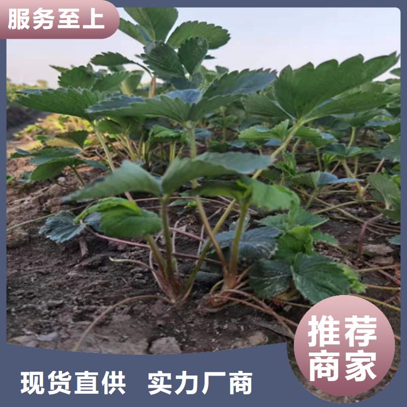 草莓苗香椿苗制造厂家