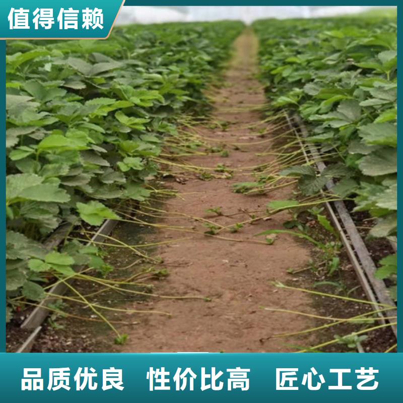 【草莓苗山楂苗值得信赖】