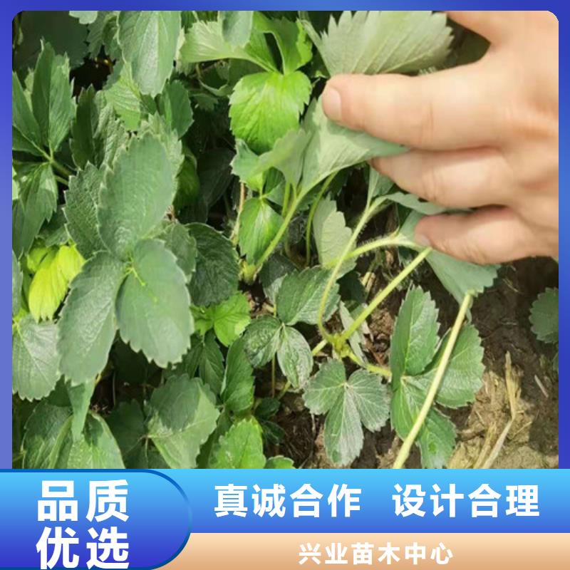 草莓苗源头厂家经验丰富