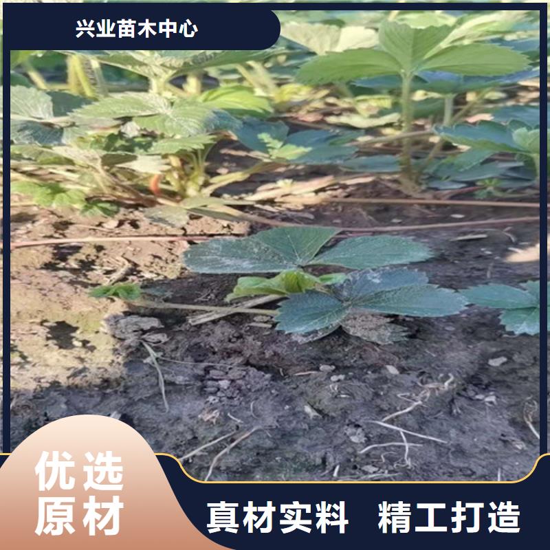 草莓苗甜茶苗定制定做