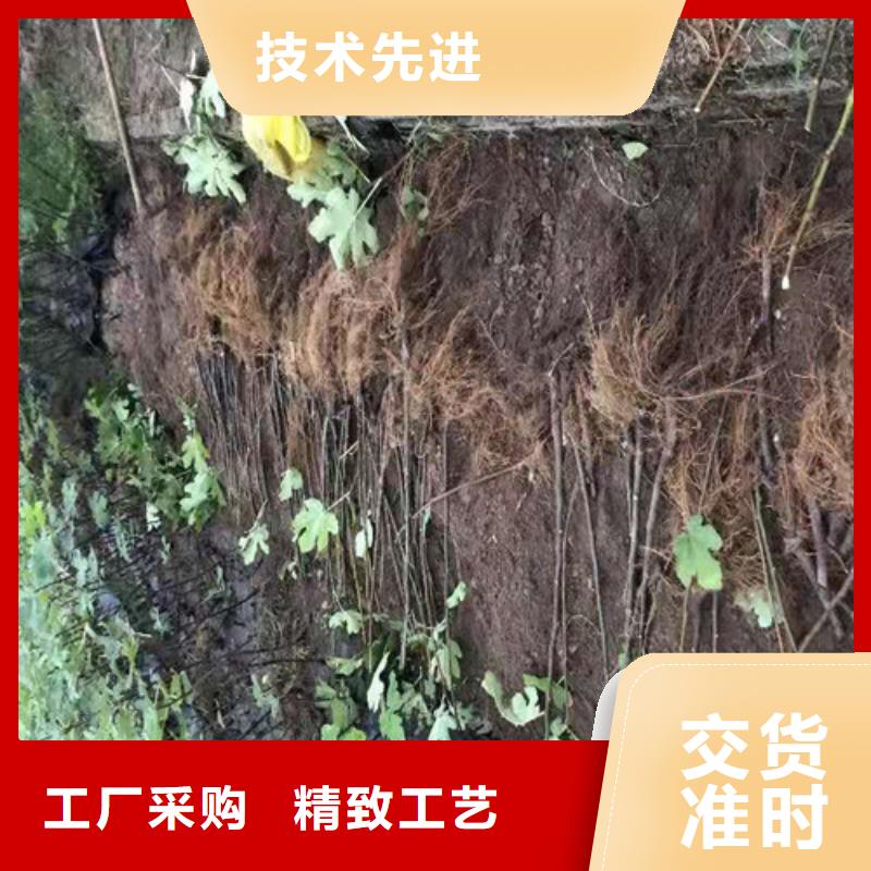 【无花果】蓝莓苗N年生产经验