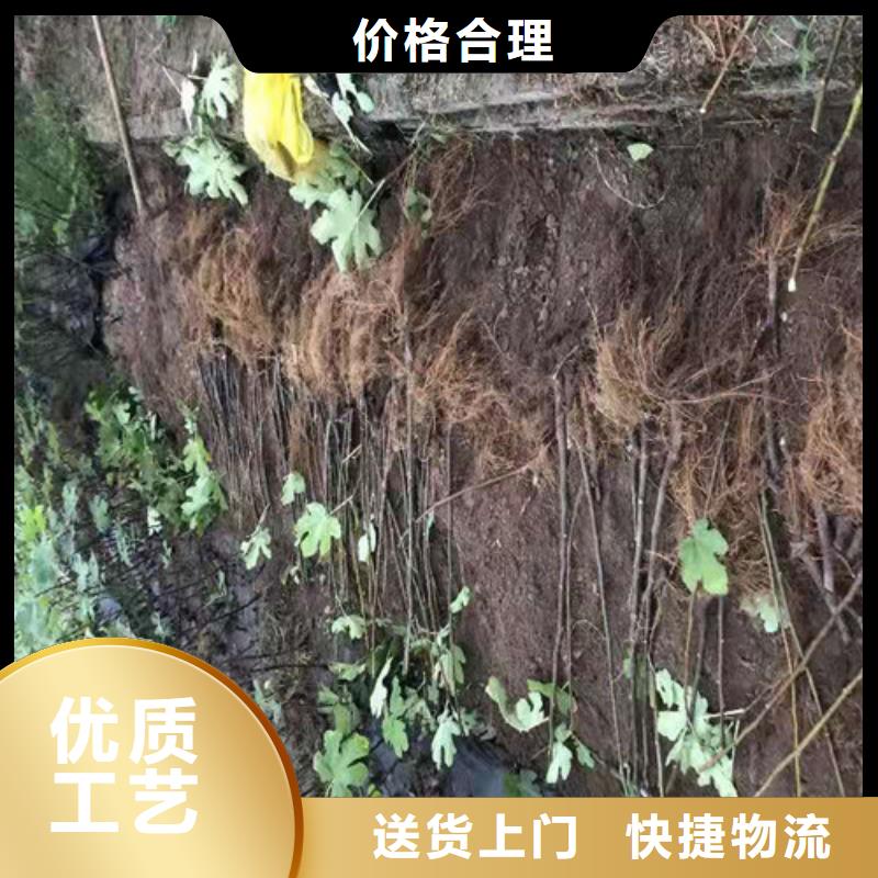 无花果【香椿树苗】匠心制造