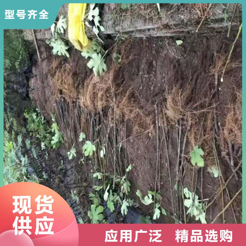 无花果薄壳板栗苗厂家采购