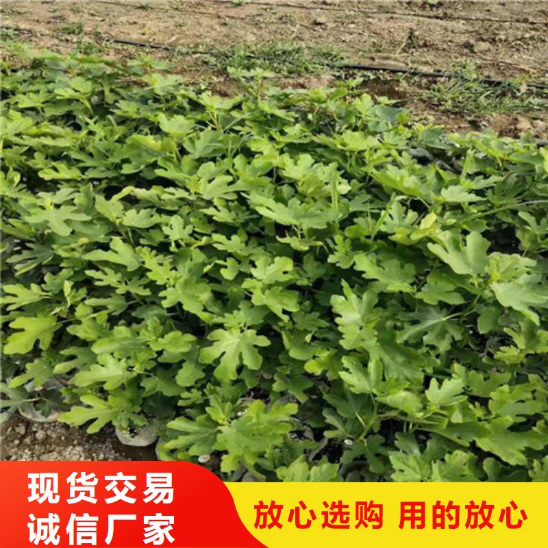 无花果_冬枣苗敢与同行比质量