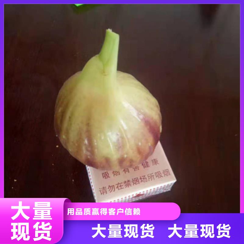 无花果梨树苗真实拍摄品质可靠