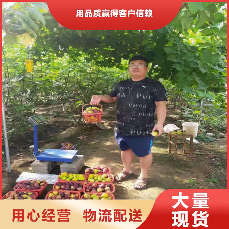 无花果蟠桃苗厂家货源稳定