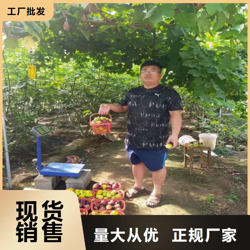 【无花果】_苹果苗真材实料